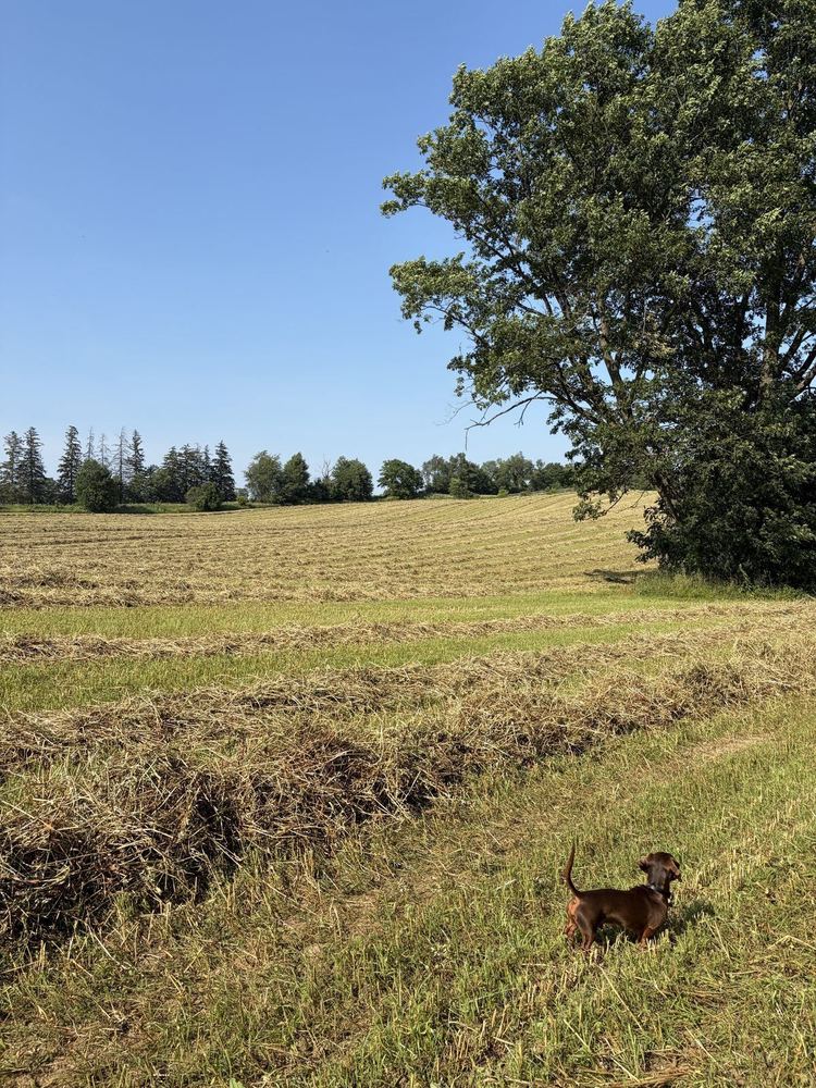 Hay field on the property