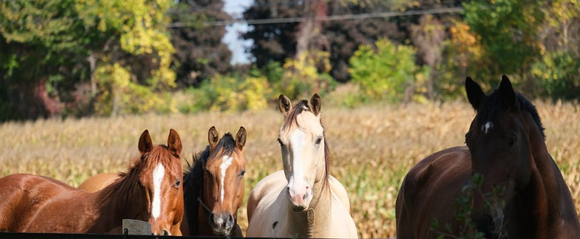 Herd at the fence